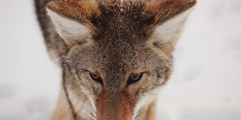 2L8L芯片如何重塑医疗影像未来？社区视频分享揭示便携超声与边缘AI诊断新纪元